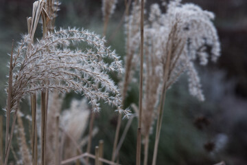 dried autumn plants in winter