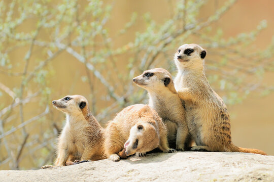 Suricate or meerkat (Suricata suricatta) family