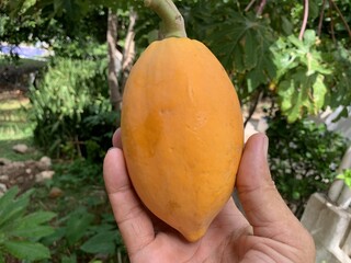 papaya in hand