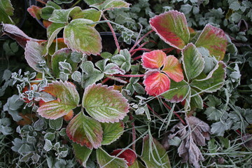 Close up of frost covered strawberry Autumn leaves in plant pot at end of Summer the beautiful pink red green edible fruit plant in clay pot in allotment garden landscape in freezing cold icy weather 