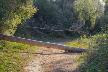 Bosque de torrebonica,Terrassa,lugar  ideal para pasear cerca de la ciudad