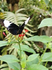 Schmetterlingspark - Schmetterling