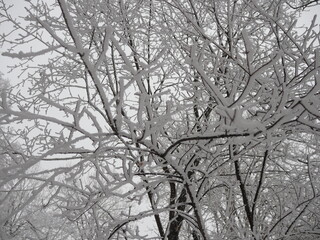 Forest natural landscape on a winter day. Snow-covered trees in the winter forest. Winter forest with trees. A cold day in a snowy winter forest.