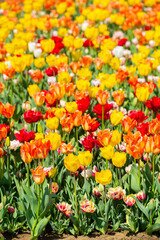 Fototapeta premium close up beautiful multicolour tulips blooming in outdoor garden