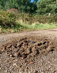 Tierkot auf einem Spazierweg in einem Waldstück