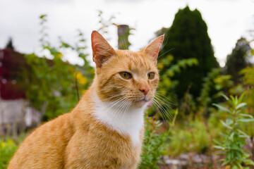 Nice portrait of a ginger or orange marmalade tabby cat enjoying some peace and quiet in the garden