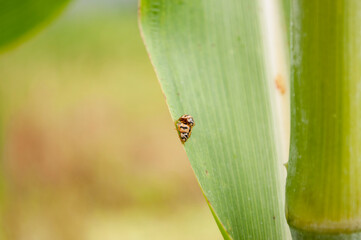 Two ladybugs love the leaves.