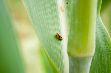 Two ladybugs love the leaves.