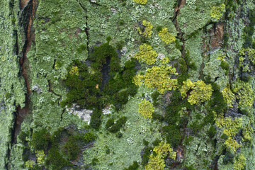 Mint green and bright yellow lichen and moss on tree bark