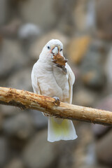 White Cacatua goffiniana on a branch nibbles a stone