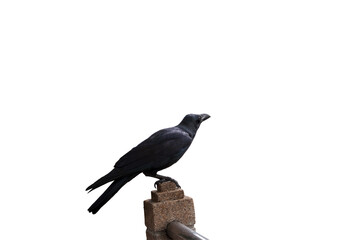 A crow on a isolated background