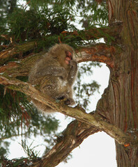 地獄谷野猿公苑 木の枝で休むニホンザル