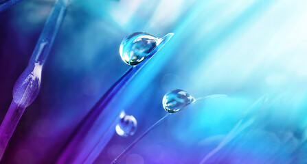 Beautiful large drops of morning dew in spring nature, selective focus. Drops transparent water on...
