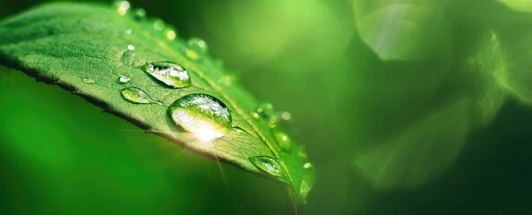 Beautiful large drop morning dew in nature, selective focus. Drops of clean transparent water on...