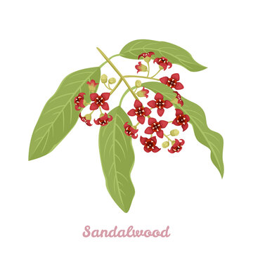 Sandalwood branch with flowers and green leaves isolated on white background. Vector illustration of a blooming plant in a cartoon flat style.