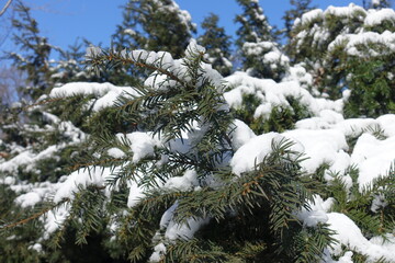 Bright blue sky and branches of yew covered with snow in February