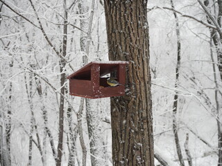 Wooden outdoor feeder in winter with titmouse inside. Feeding the birds in winter.