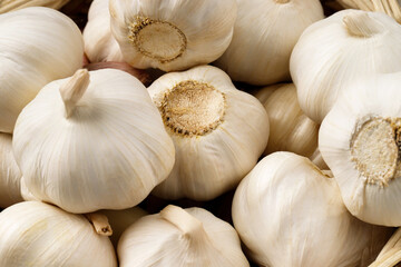 coles up garlic cloves and bulb in organic. spice is an herb that is grown around the world.