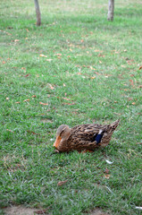 Big goose sits on the grasses at the farm searchs for food.