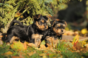 Yorkshire terrier puppy 7 weeks plays in the garden ..Yorkshire 