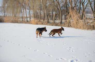 Fototapeta na wymiar german shepherd and belgian shepherd malinua playin and running от snow winter