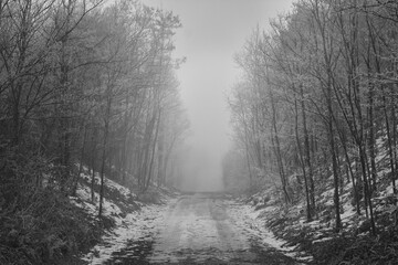 foggy forest road