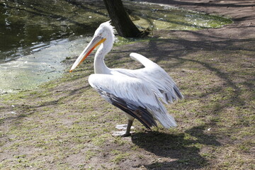 Pelican