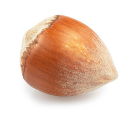one natural hazelnuts isolated on white
