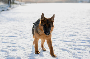 German shepherd in winter on snow