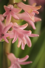 pink Hyacinthus