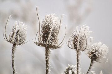 frozen mist