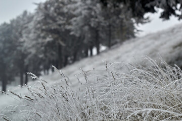 frozen mist