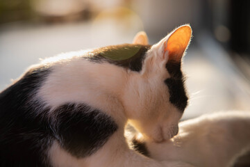 A black and white cat sitting in the morning sun.