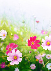 Beautiful bright summer spring floral natural background. Pink and magenta Cosmos flowers in grass outdoors close-up in nature. Soft selective focus.