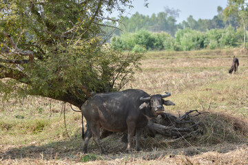 Buffalo under the tree
