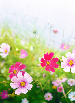 Fototapeta Beautiful bright summer spring floral natural background. Pink and magenta Cosmos flowers in grass outdoors close-up in nature. Soft selective focus.