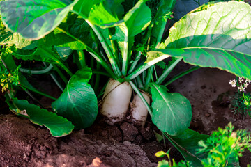 White radish plant in garden,white radish plant in soil,Radish growing in the garden,fresh and healthy radish with leaves
