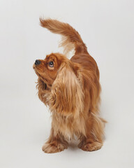 Cocker Spaniel in the Studio on a white background