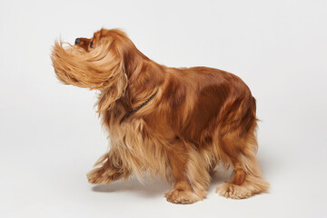 Cocker Spaniel in the Studio on a white background