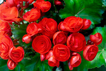 Begonia flowers  beautiful Pattern of natural red petals texture, full blooming in flower garden for background and wallpaper