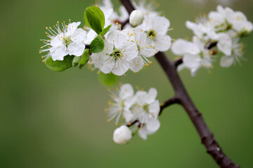 Cherry blossom in spring on blurred green background. White flowers on a branch in a garden, soft colors