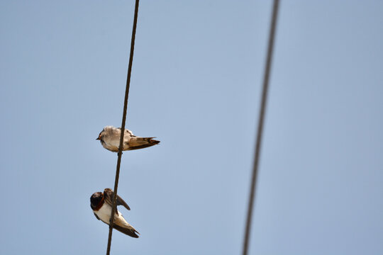 House Swift on a rope