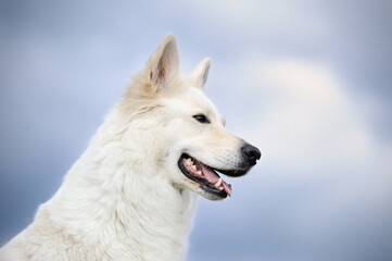 WHITE SWISS SHEPHERD DOG ..Berger Blanc Suisse