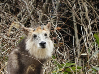 二ホンカモシカ・2月・秋田市