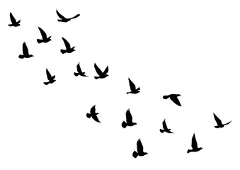 Obraz na płótnie Canvas Flying birds silhouettes on white background. Vector illustration. isolated bird flying. tattoo design.