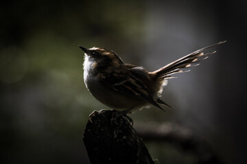 bird on a wire