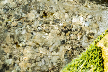 seaweed on the beach