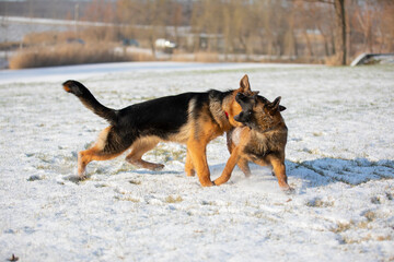 german shepherd and belgian shepherd malinua playin and running от snow winter
