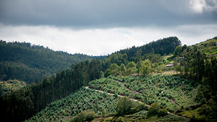 Bosque de eucaliptos en monte con cielo nublado