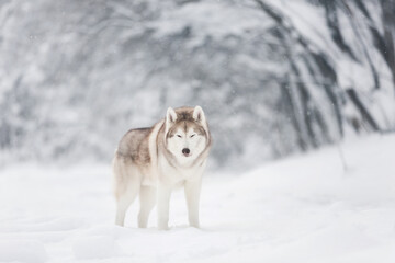 Portrait of Beautiful and free dog breed siberian husky standing on the snow in the fairy winter forest